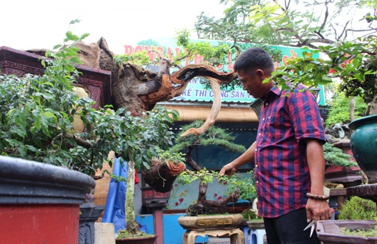 Bonsai Phúc Lộc – Thương hiệu nghệ thuật cây cảnh hàng đầu Việt Nam